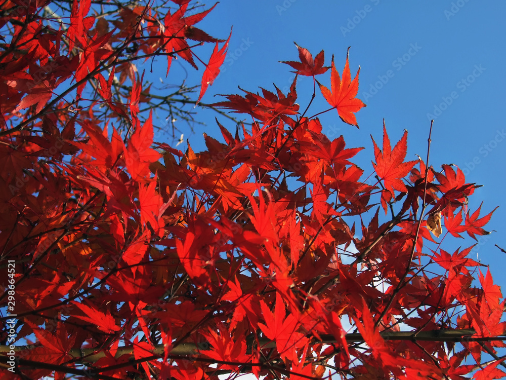 Maple tree red leaves in Autumn. Natural background of acer fall season foliage Maple tree red leaves in Autumn. Natural background of acer fall season foliage