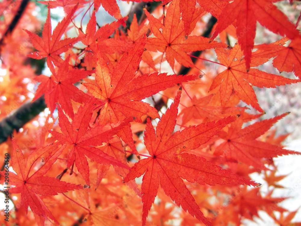 Maple tree red leaves in Autumn. Natural background of acer fall season foliage Maple tree red leaves in Autumn. Natural background of acer fall season foliage