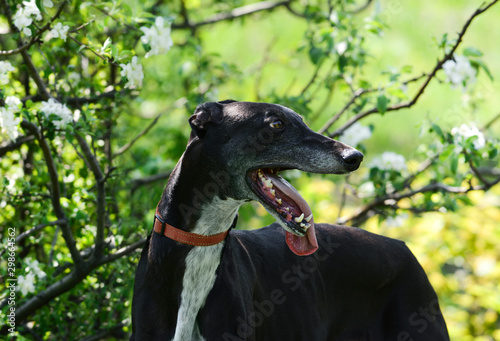 Portrait of a greyhound in spring flowers. 