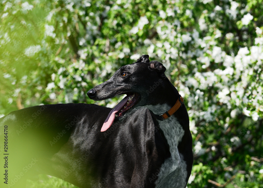 Portrait of a greyhound in spring flowers.