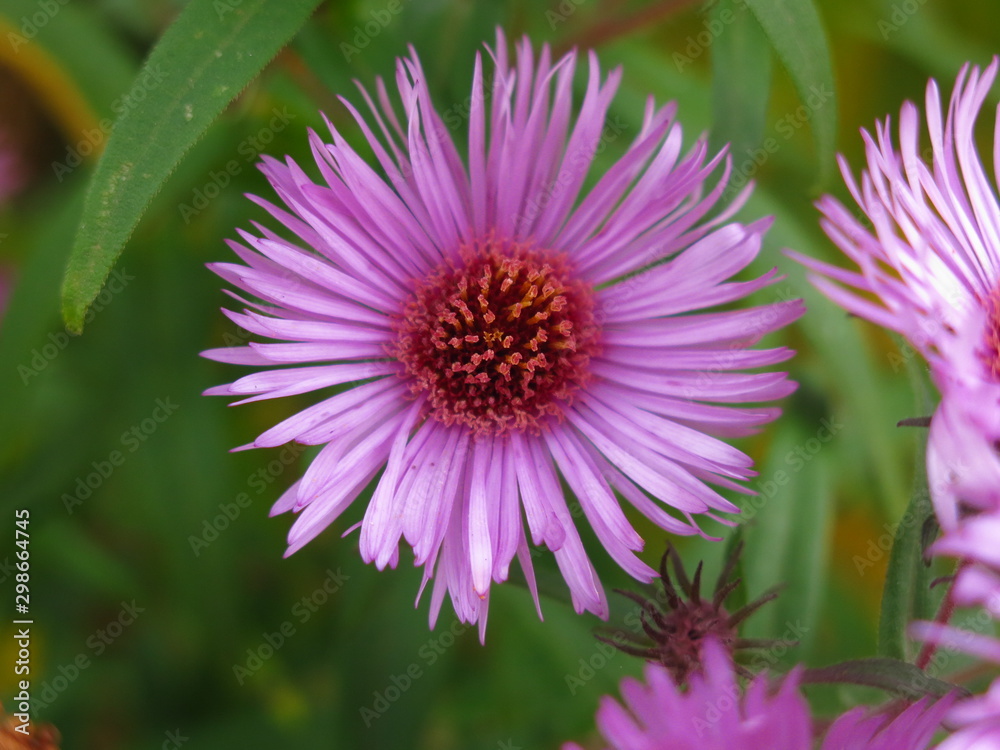 Fototapeta premium autumn purple daisies