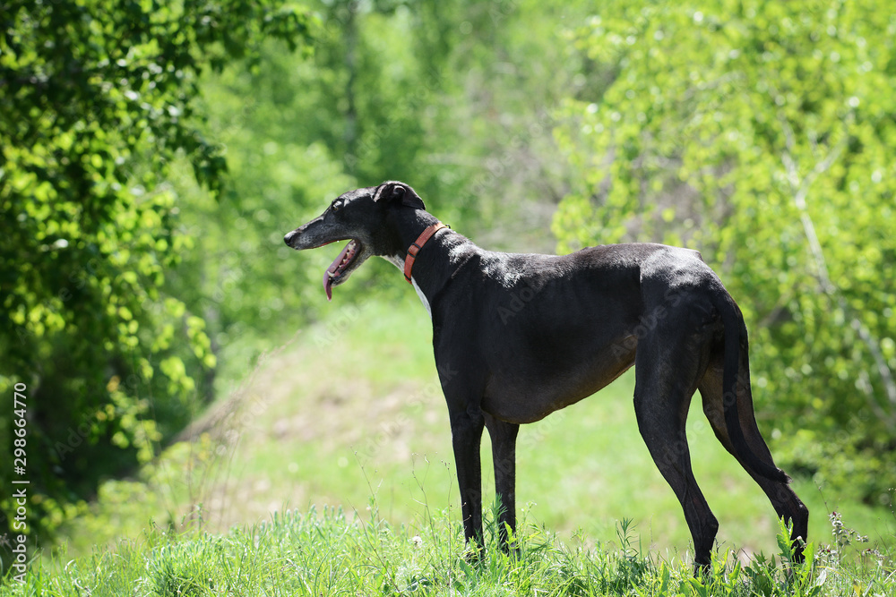 Black greyhound stand in spring forest. Side view