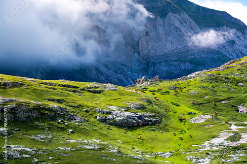 Cows in mountain pasture in the Pyrenees photo