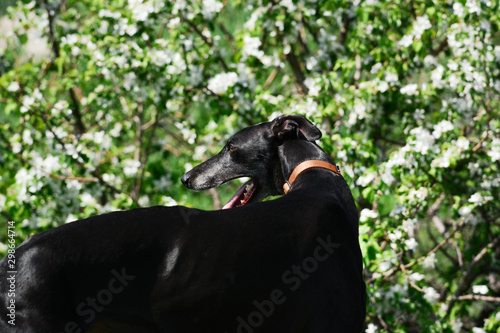 Obraz na płótnie Portrait of a greyhound in spring flowers. in artistic processing. w salonie