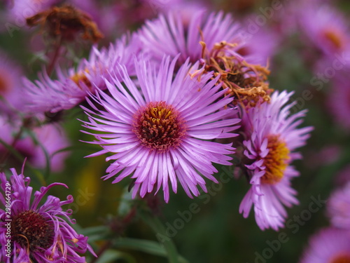 autumn purple daisies