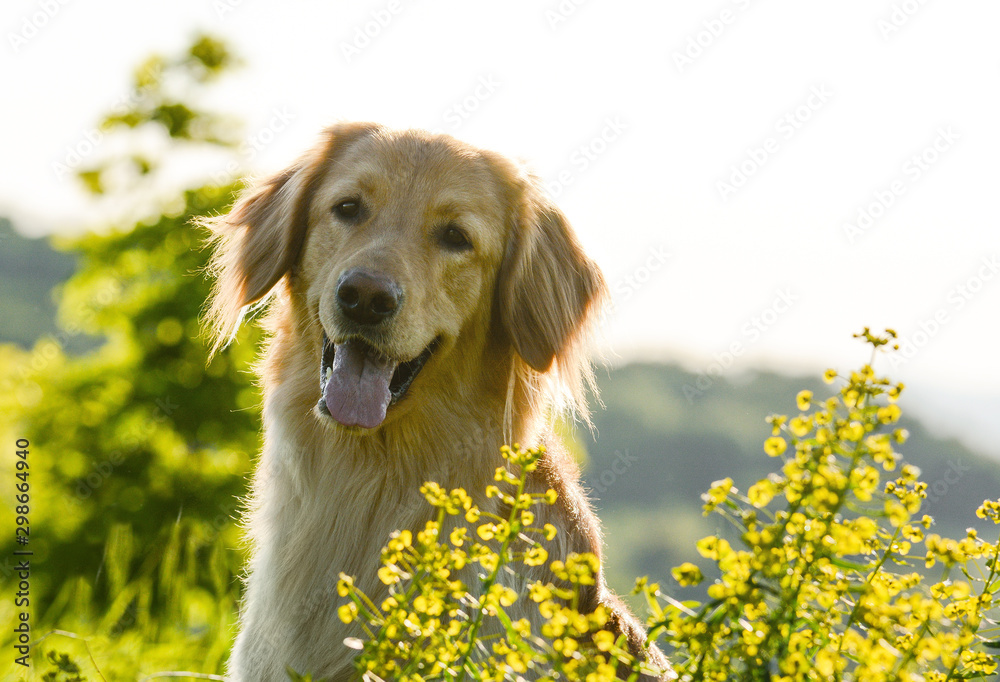Portrait of a cute dog hovawart breed in sun. in artistic processing.