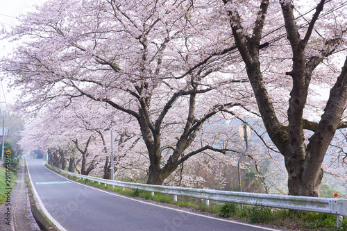 桜の並木道