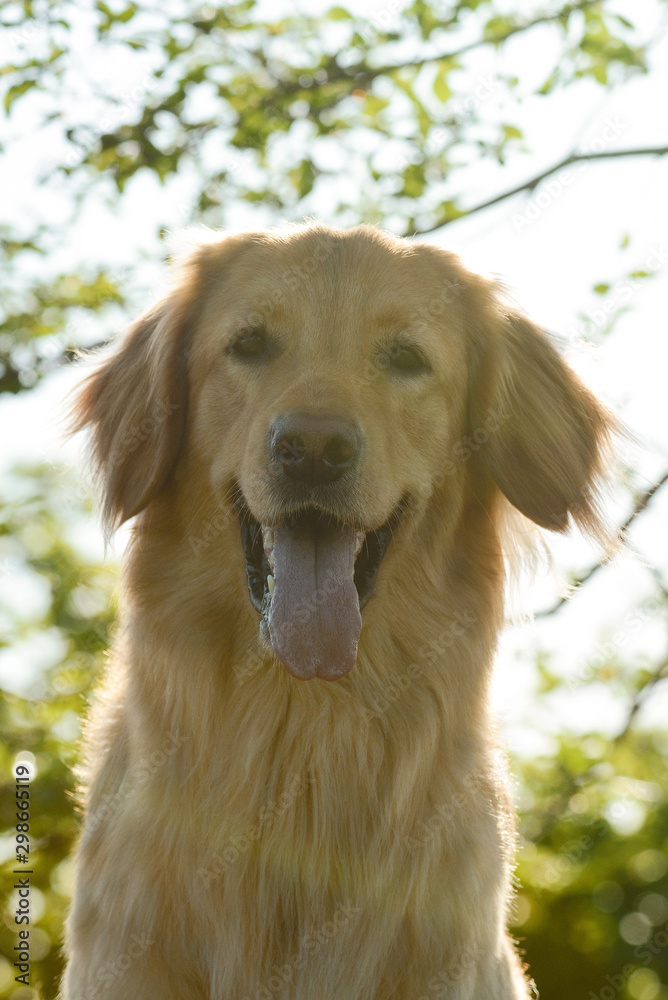 Portrait of a cute dog hovawart breed in sun. in artistic processing.
