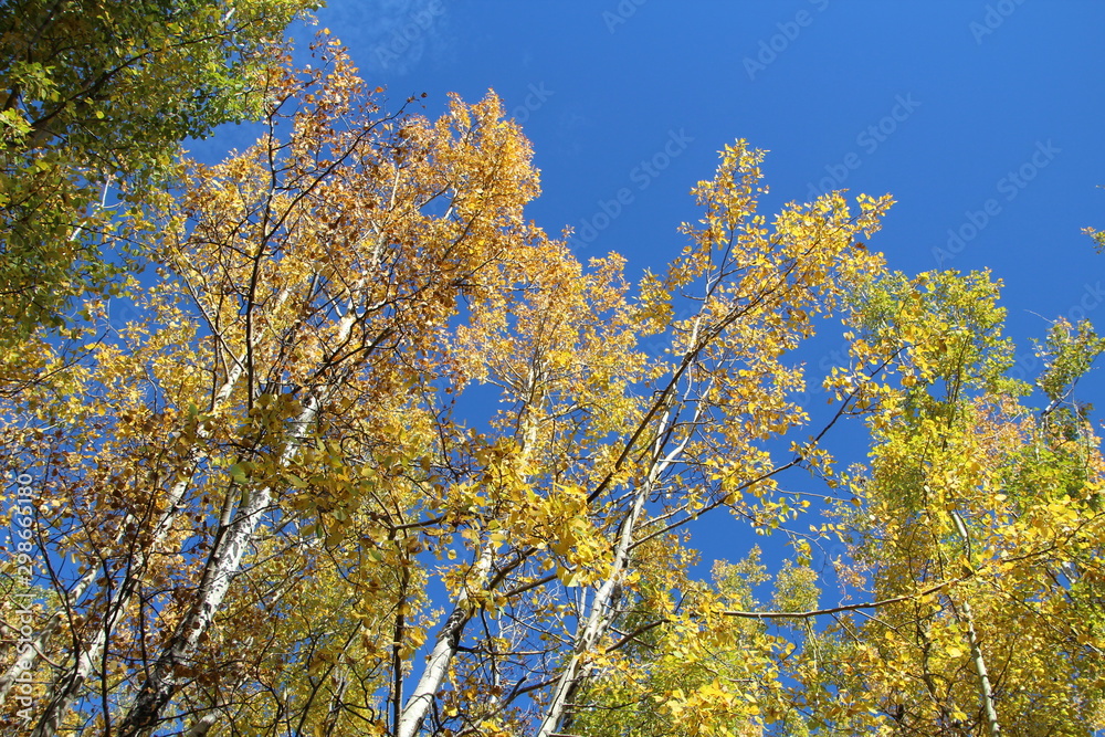 Autumn Above Us, Elk Island National Park, Alberta