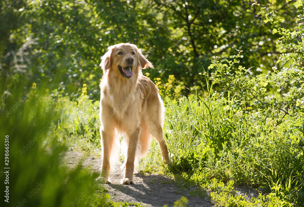 Beautiful dog hovawart breed stand in the sun in spring morning forest. Front view
