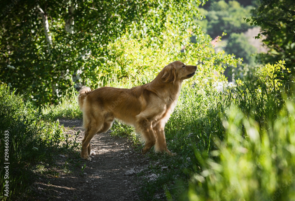 Hovawart dog standing in forest in spring morning.