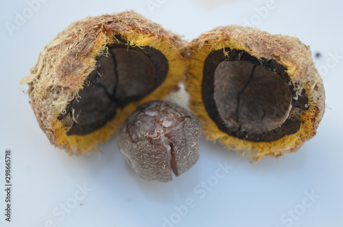 Acrocomia aculeata The Fruit of Macauba