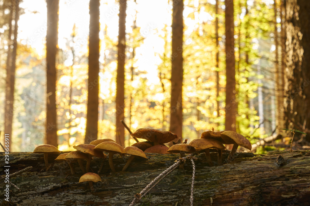 Obraz premium Mushrooms on a branch fallen to the ground