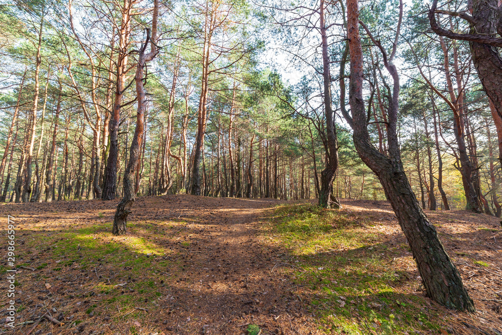 Obraz premium Autumn forest landscape, trees in park on sunny day