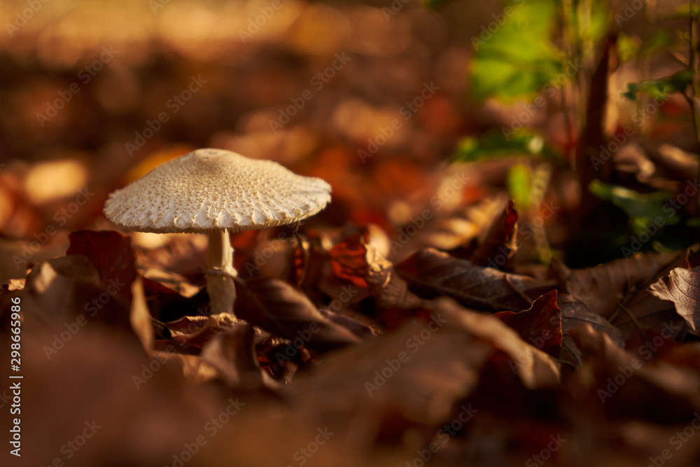Mushroom through the colors of autumn Mushroom through the colors of autumn