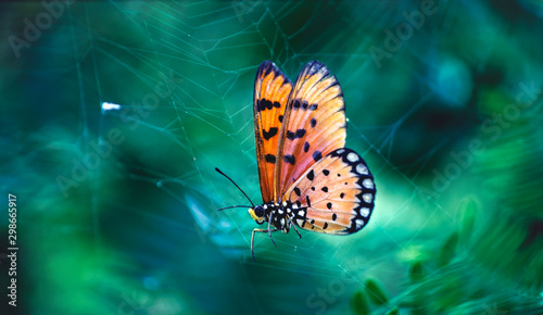 Canvas Print Perfect colorful butterfly on Spider web in wild