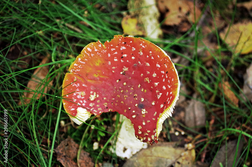 top of a fly agaric