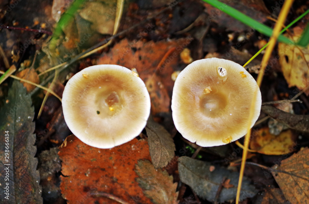 wild mushrooms in a bog forest wild mushrooms in a bog forest