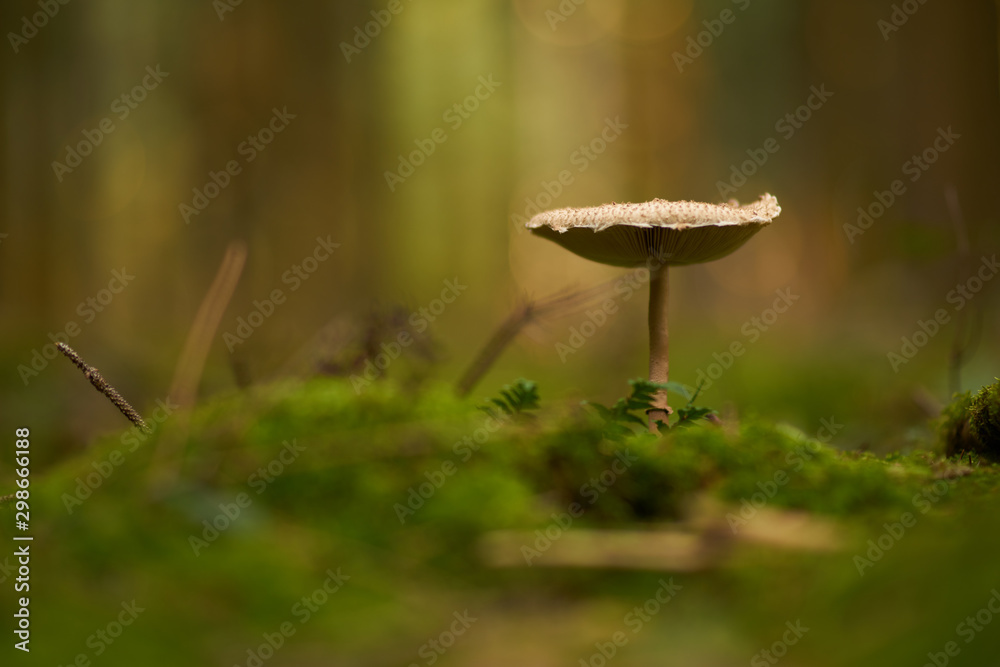 Fungus isolated from the rest of the photo Fungus isolated from the rest of the photo