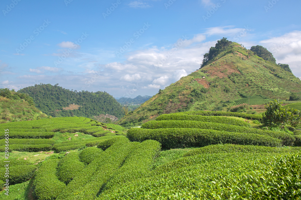 Green tea  terrace fields in Moc Chau, Northwest of Vietnam	