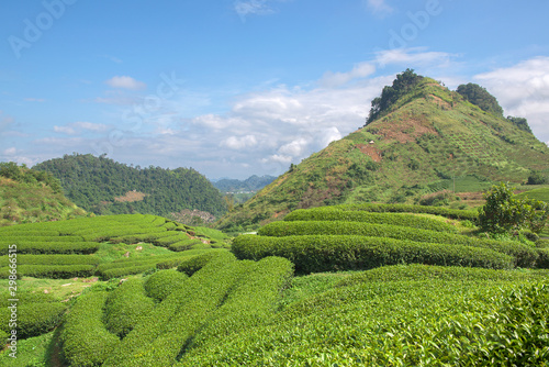 Green tea  terrace fields in Moc Chau, Northwest of Vietnam  © Hans Gert Broeder