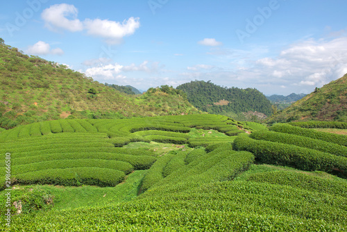 Green tea terrace fields in Moc Chau, Northwest of Vietnam 