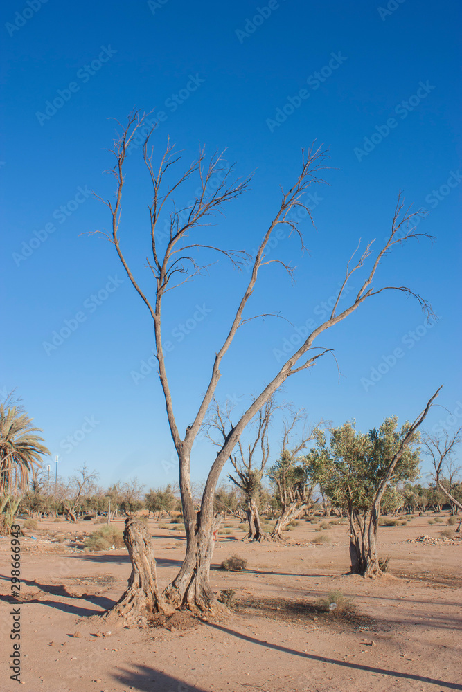 trees died of drought in a dry climate