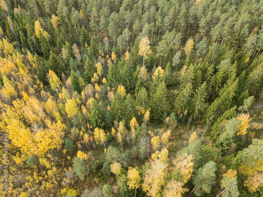 Obraz premium autumn orange and green colored leaf tree forest from above. drone image