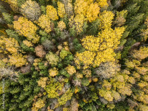 autumn orange and green colored leaf tree forest from above. drone image