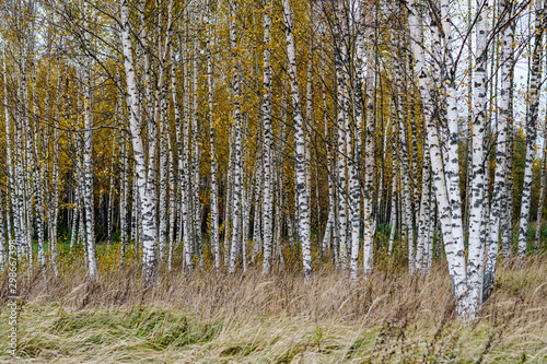 naked birch aspen trees in autumn forest woth some orange leaves left