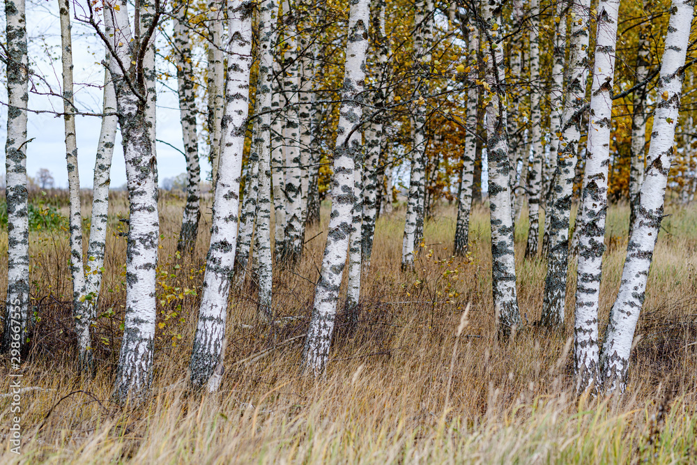 Fototapeta premium naked birch aspen trees in autumn forest woth some orange leaves left