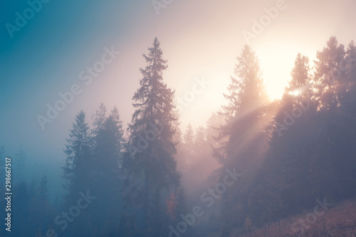 Spruce trees through the morning fog in light rays. Mountain hill forest at autumn foggy sunrise.