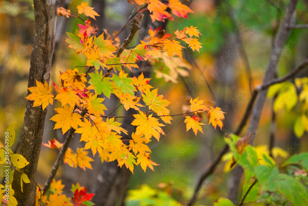 Obraz premium 紅葉