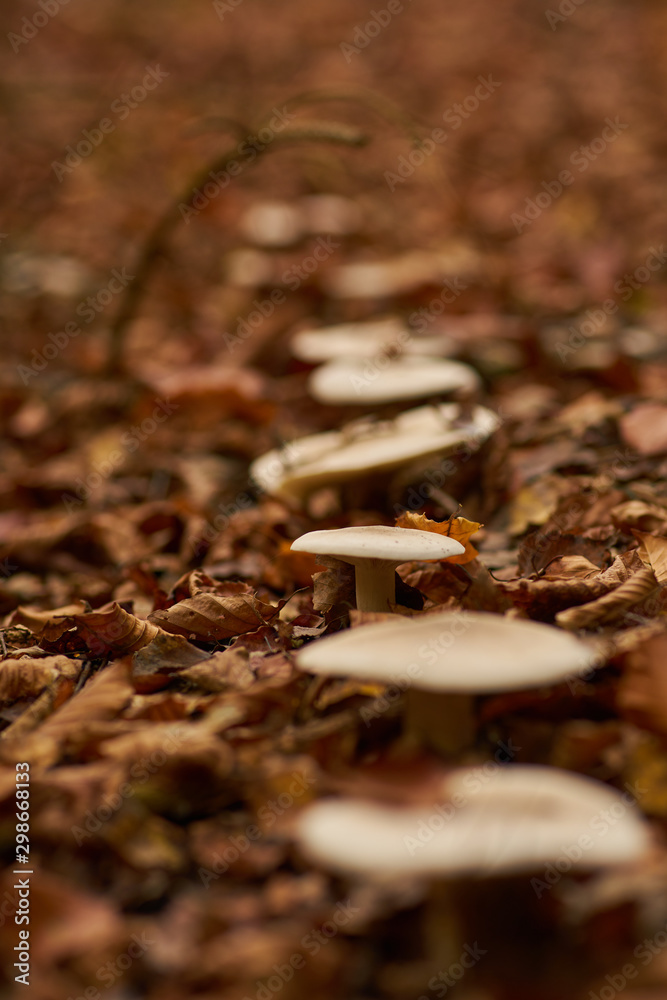 A  line of mushrooms in the forest
