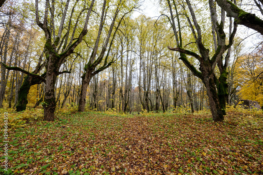 naked trees in autumn forest woth some orange leaves left naked trees in autumn forest woth some orange leaves left