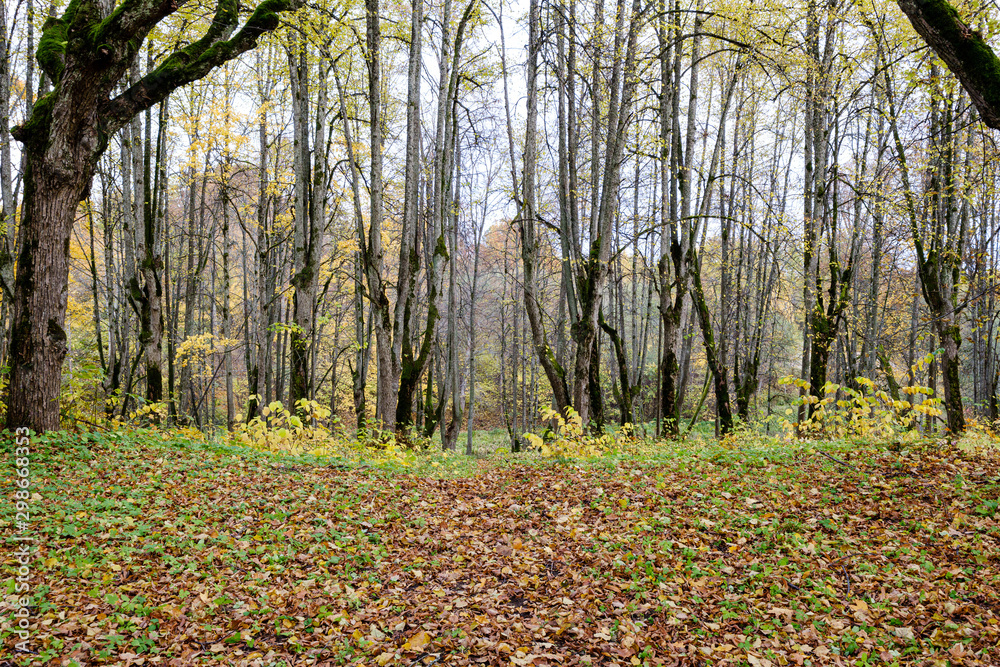 naked trees in autumn forest woth some orange leaves left naked trees in autumn forest woth some orange leaves left