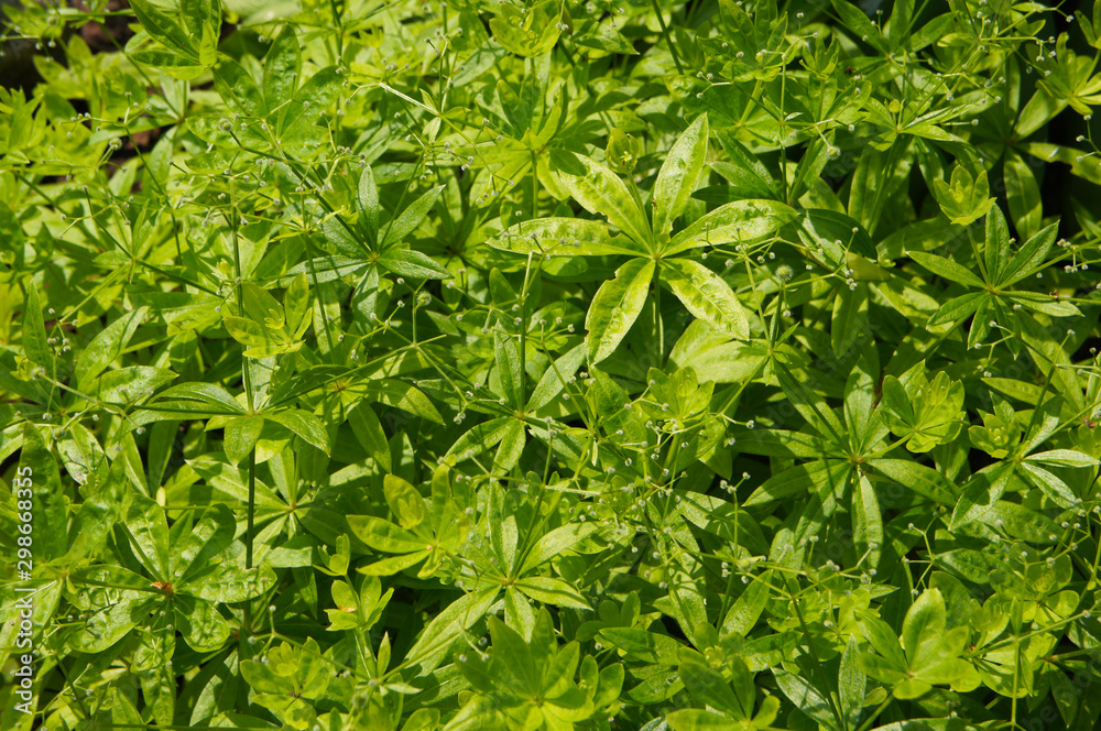 Galium odoratum or sweetscented bedstraw green plant background