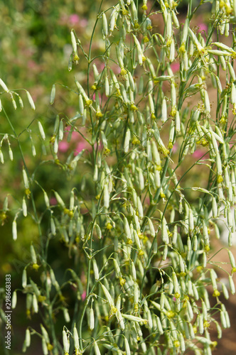 Silene chlorantha or catchfly plant vertical photo