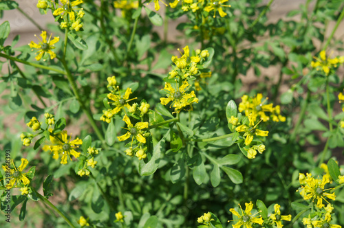 Fotografie jackman's blue ruta graveolens green plant with yellow flowers