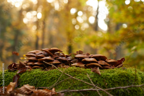 Mushrooms on a trunk covered with moss
