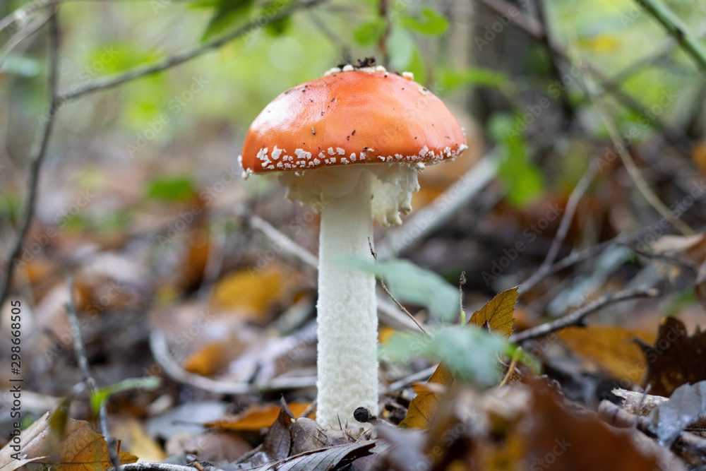 Champignons en forêt