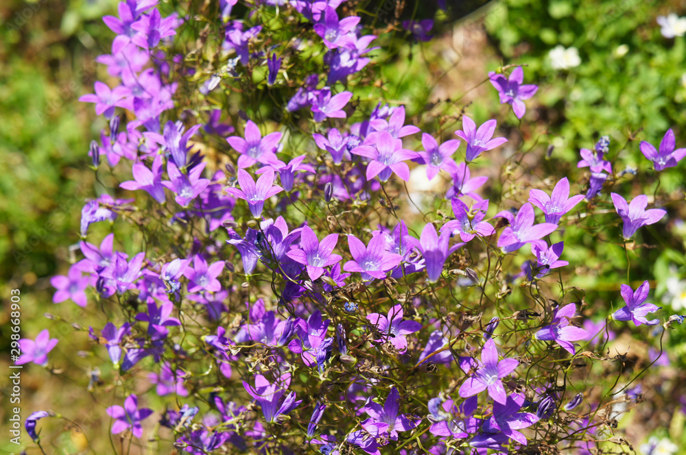 campanula patula or spreading bellflower violet flowers campanula patula or spreading bellflower violet flowers