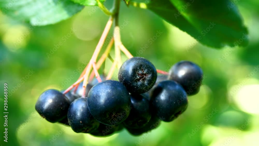 The hanging black color choke berries The hanging black color choke berries