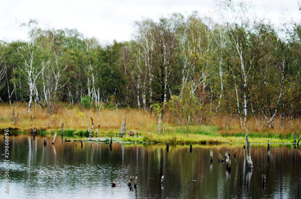 dead trees in a bog lake