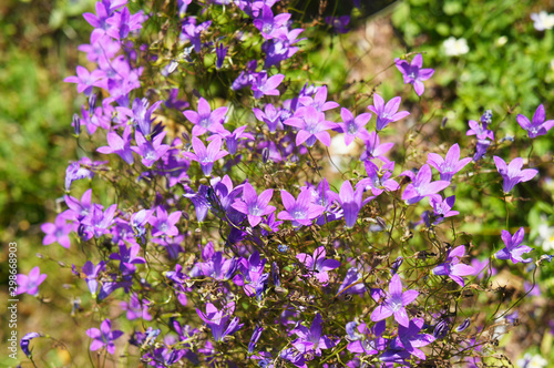 campanula patula or spreading bellflower violet flowers