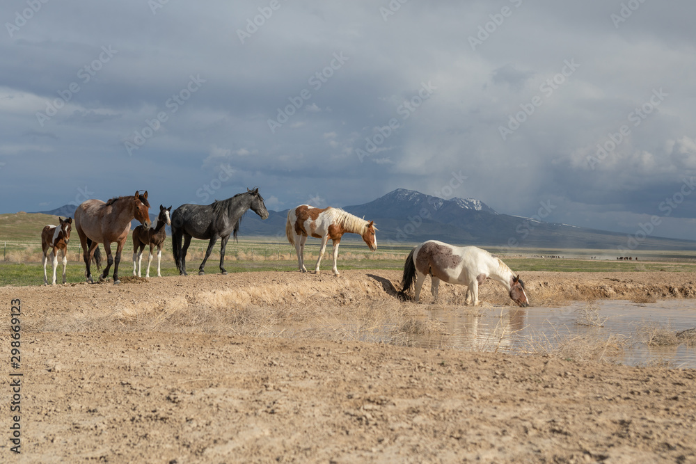 Wild Horses in Spring at a Utah Desert Waterhole Wild Horses in Spring at a Utah Desert Waterhole