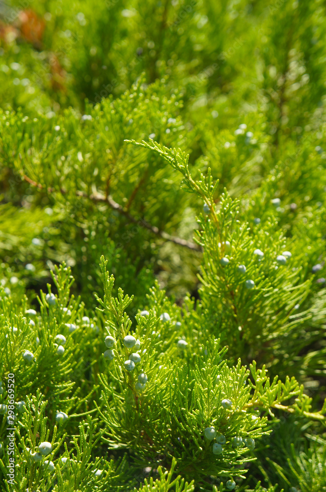 juniperus or juniper sabina broadmoor green plant background vertical