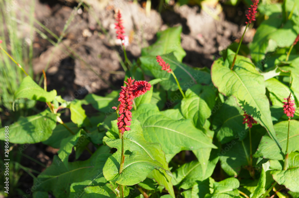 persicaria amplexicaulis js caliente smartweeds plant persicaria amplexicaulis js caliente smartweeds plant