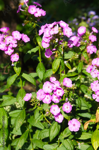 Phlox paniculata laura purple flowers vertical
