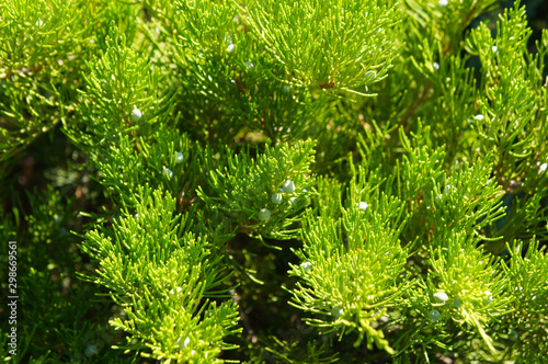 Tablou pe pânză juniperus or juniper sabina broadmoor green plant background